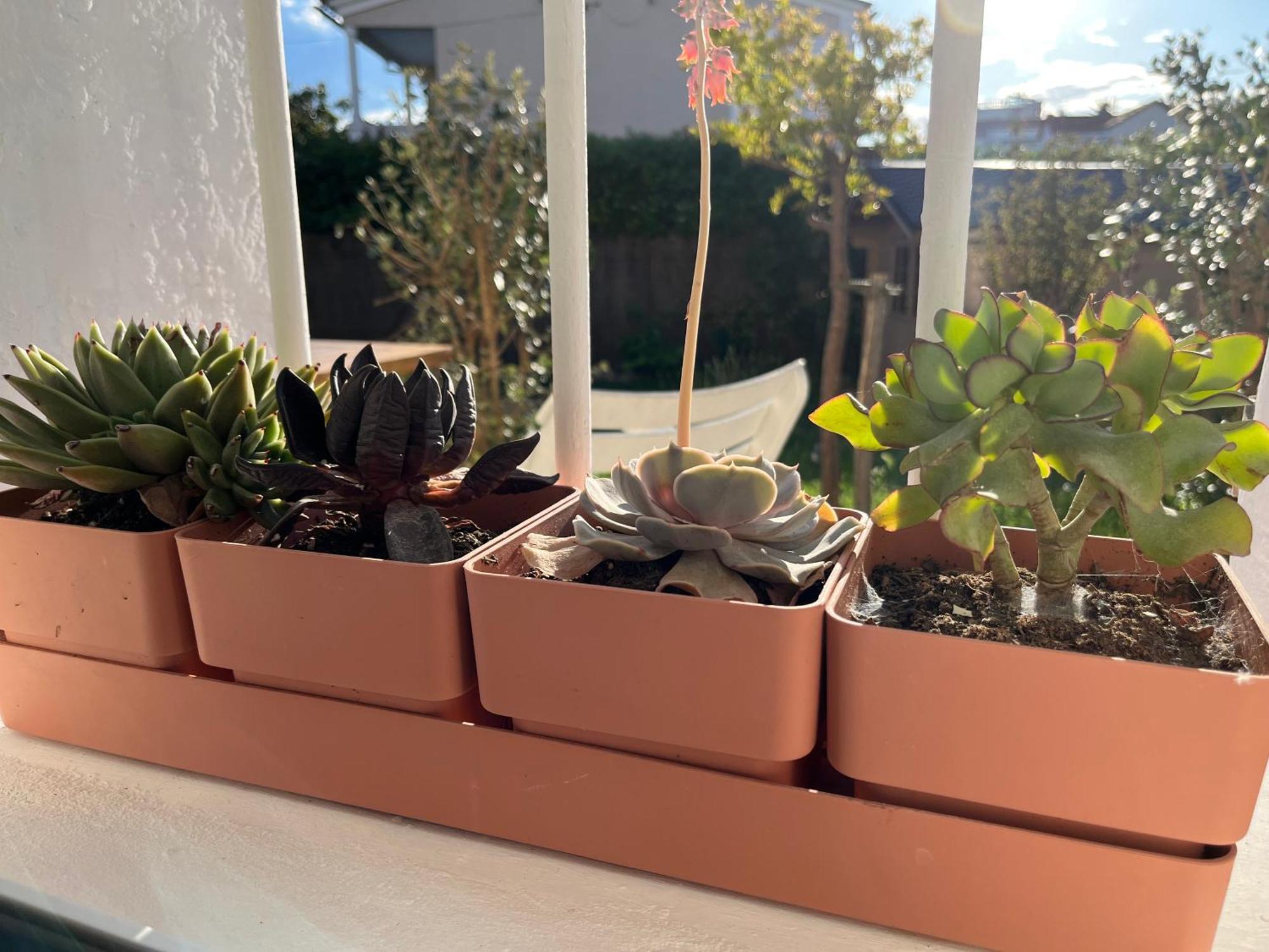 Appartement Deux Pieces Donnant Sur Un Jardin Antibes Eksteriør billede